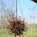 Liquidambar styraciflua fruit